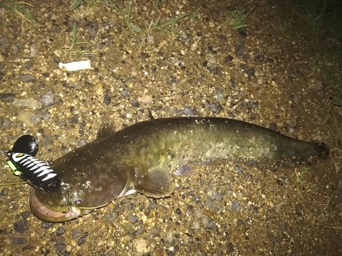 近所でナマズ 近所で何か釣るブログ