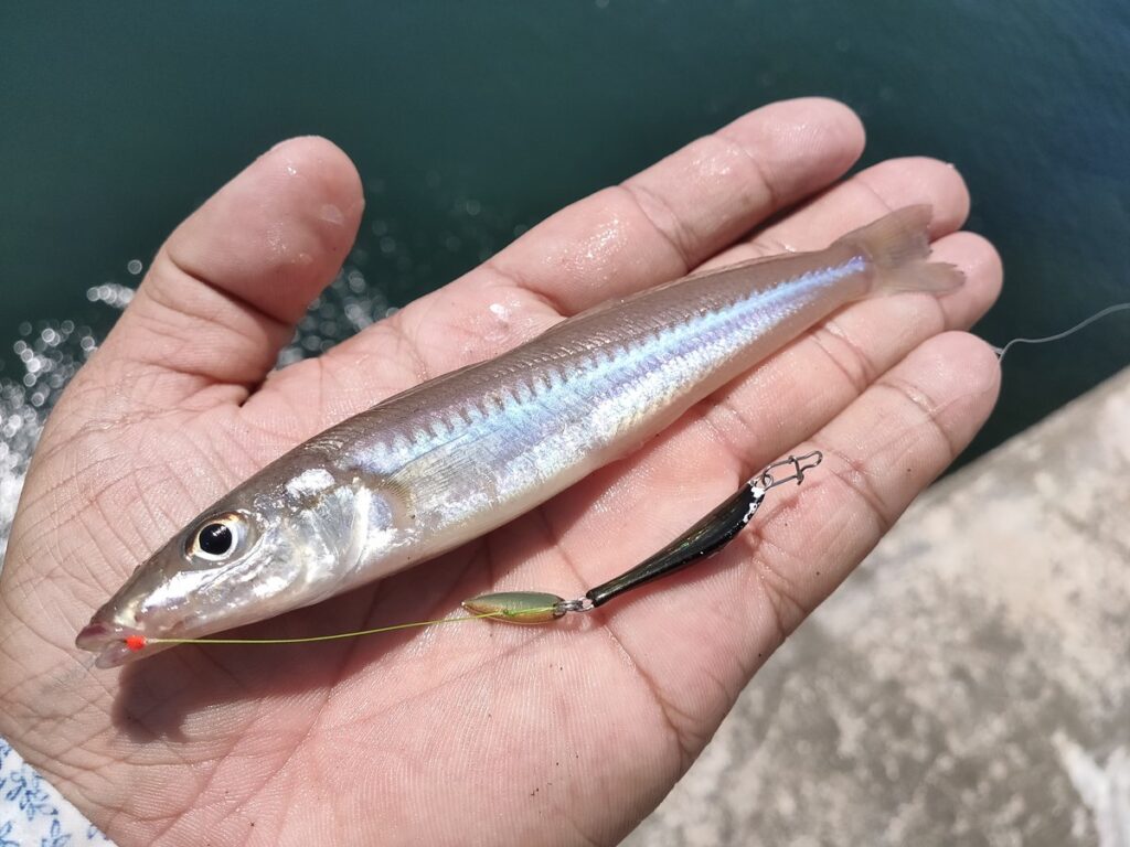 キス　ルアー　釣り