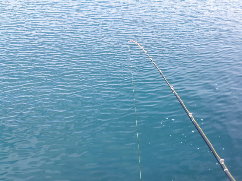 カワハギ　堤防　釣り