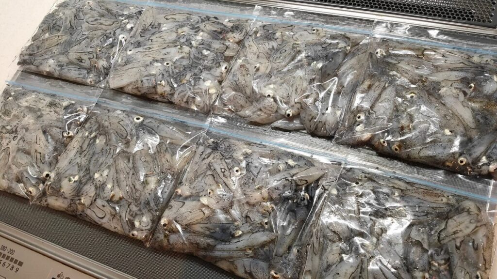 ヒイカ餌釣り仕掛け