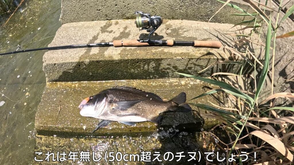 チヌ　トップ　釣れない