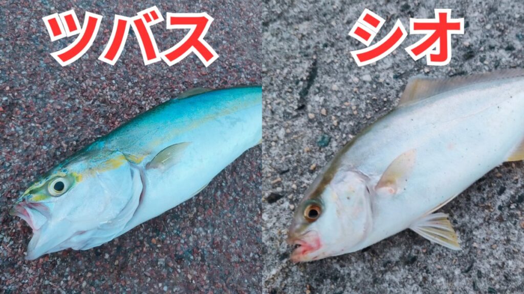 ツバス　釣り方