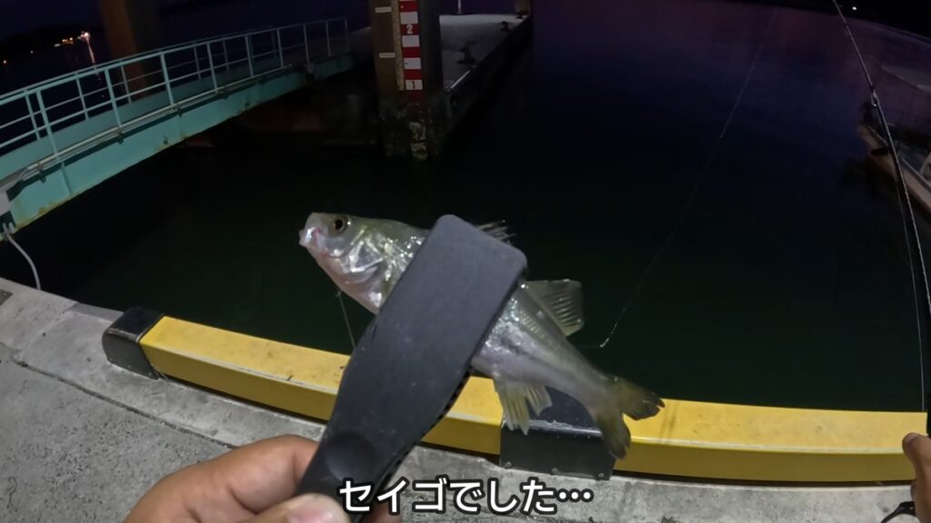 コマセなし　サビキ