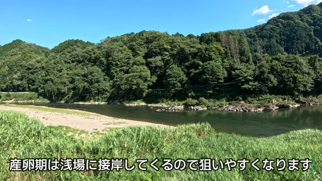 ハス釣り ルアー