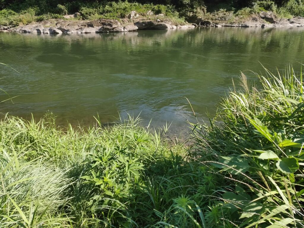 ハス釣り ルアー