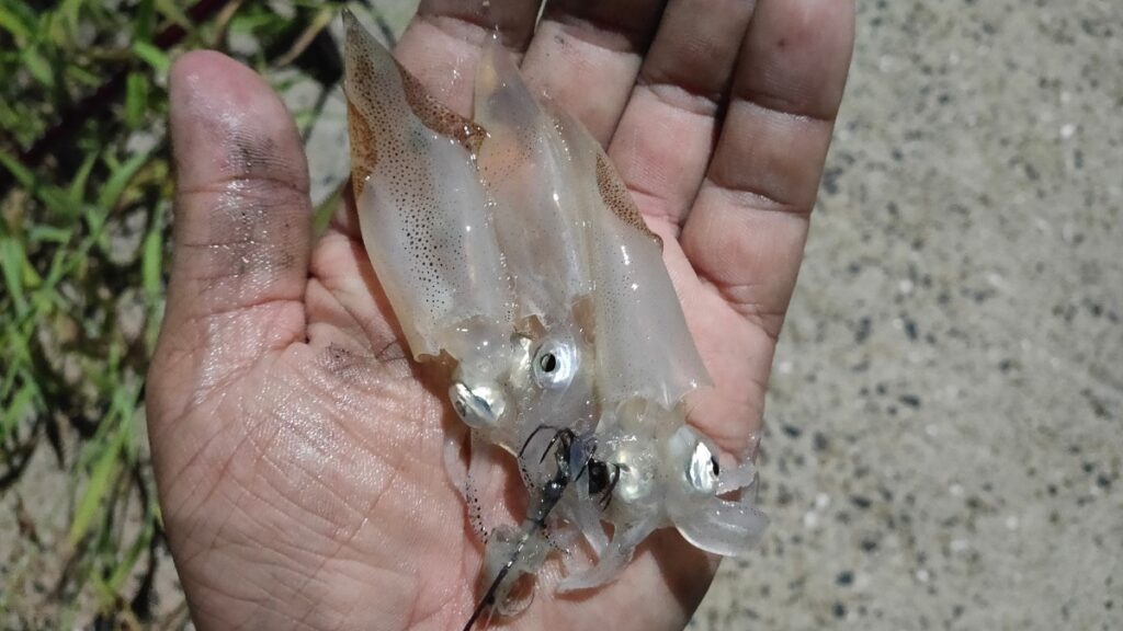 ヒイカ　餌釣り